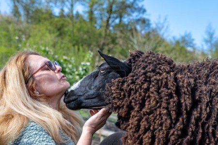 Una dama acaricia a una oveja negra Zwartble. Animales de granja mascota. 