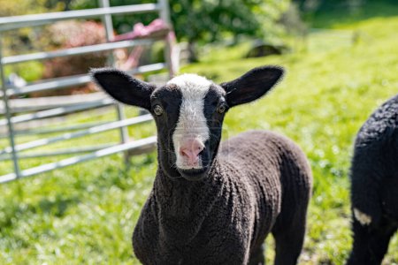 A Zwartble black lamb looks to camera. Cute and beautiful animal. Farm animal. Livestock. Wool. Sheep.
