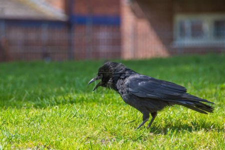 A Crow cawing with its beak open. Taken against a green bokeh background. The Carrion Crow is a member of the Corvid family of birds. 