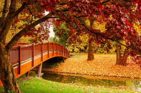 Photo for A wooden bridge over a river in an autumn park. Multicolored autumn leaves reflected in the water. Maple tree in the foreground. - Royalty Free Image
