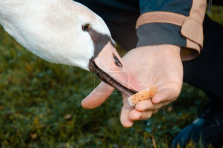 Photo for Close-up of a swan's head. It is eating from a man's hand.  Green grass in the background. - Royalty Free Image