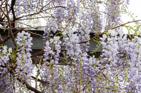 Photo for Purple flowering wisteria and raindrops. A metal beam and white sky in the background. - Royalty Free Image