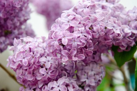 Photo for Close-up of purple lilacs blooming in spring. Some greenery in left corner, edges blurred. Background, texture. - Royalty Free Image
