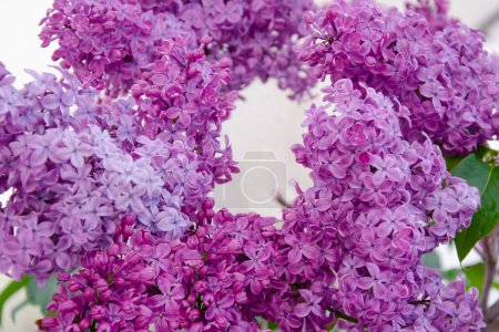 Photo for Wreath of blooming lilacs in spring. Close-up. Purple inflorescences. - Royalty Free Image