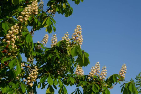Photo for White chestnut flowers against blue sky. Fresh green leaves and tree branches. Background, copy space. - Royalty Free Image