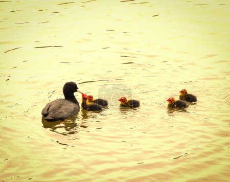 Photo for Family Duck and ducklings swim in the water. water is golden from the sunset rays - Royalty Free Image