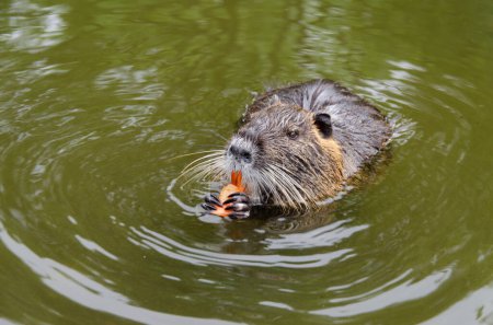 Photo for Nutria, or water rat, feeds on carrots and swims in water. animal holds the carrots with its paws with long claws. Yellow teeth are visible. water is dark. - Royalty Free Image