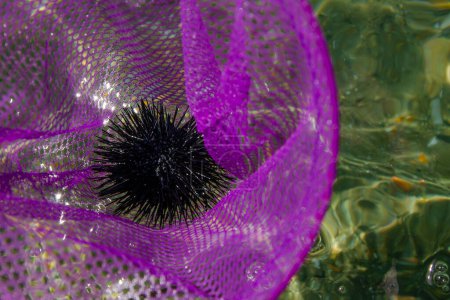 Photo for Sea urchin in baby net for catching fish. close-up. purple net, green water. - Royalty Free Image