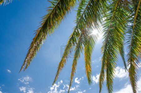 Photo for Sun shines through branches of palm tree against blue sky - Royalty Free Image