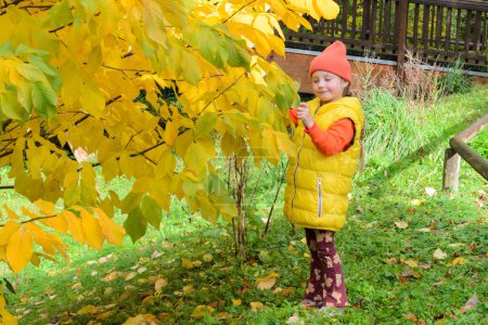 niña de cinco años junto a un árbol amarillo de otoño. Lleva chaleco amarillo, sombrero naranja y sudadera con capucha naranja. hojas son de color amarillo brillante y la hierba sigue siendo verde.