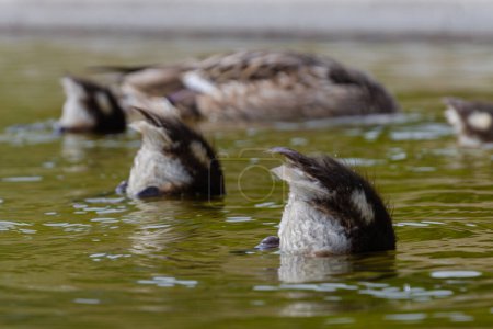Photo for Tails of diving ducks above the water. Three ducklings Yellow-green water. - Royalty Free Image
