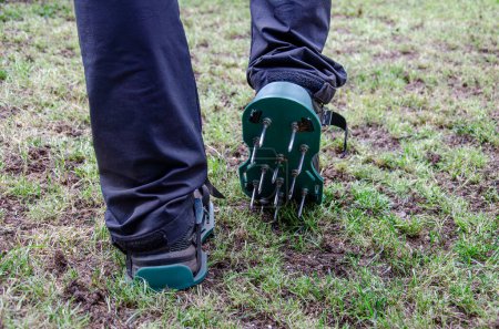 Photo for Close-up of lawn aeration shoe with metal spikes. Pprocess of soil scarification. Legs of a man in black pants. Green grass all around. - Royalty Free Image