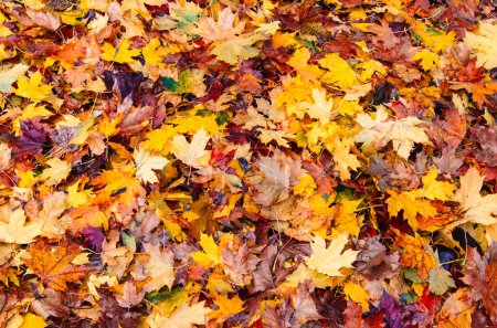 Foto de Hojas de arce de otoño. Fondo, textura, espacio de copia. Follaje amarillo rojo borgoña caído - Imagen libre de derechos