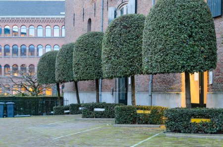 A row of decoratively trimmed trees and bushes. Parking with nameplates in the courtyard of the building. Amsterdam.
