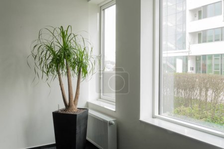 Ponytail green Palm in a black pot next to a large window. You can see the neighboring house and bushes outside the window. There is a white wall in the background. Heater radiator under window.