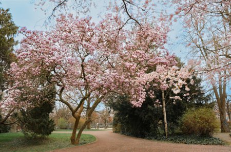 Photo for Bright magnolia tree blooms with pink flowers in a quiet park. Lush green grass, distant trees,and a gravel path complete the scene. - Royalty Free Image