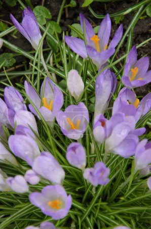Delicate purple crocuses bloom against the green grass, heralding the arrival of spring. This photo gives a feeling of freshness and renewal of nature.