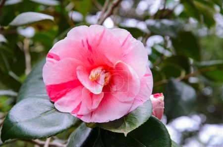 A single pink camellia flower with soft pink petals resting on a green leaf.
