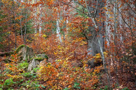Foto de Otoño, bosque de hayas de otoño, otoño, haya, fagus sylvatica - Imagen libre de derechos