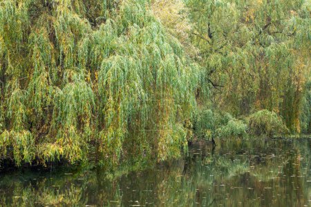 colorful willows around the lake, willows and trees near the water