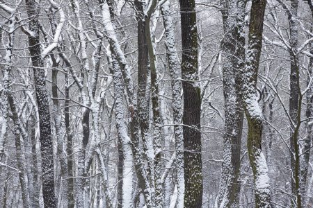 Winterzeit, verschneiter Wald, Hintergrundbäume, verschneite Bäume