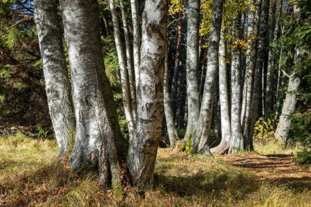 colorful sunny autumn, autumn birch landscape, a lot of birch trunks, Betula