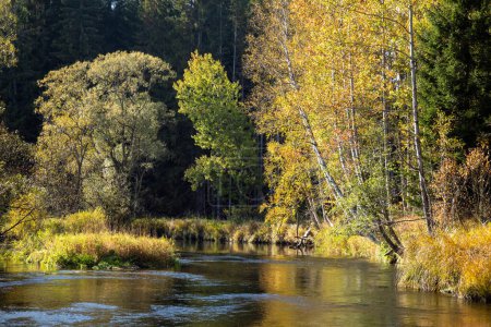 colorful sunny autumn, autumn landscape along the river, autumn river landscape, trees along the river