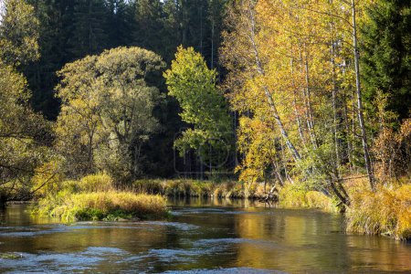 colorful sunny autumn, autumn landscape along the river, autumn river landscape, trees along the river