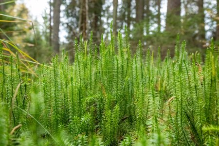 green vegetation in the forest, macro photo, Lycopodium annotinum