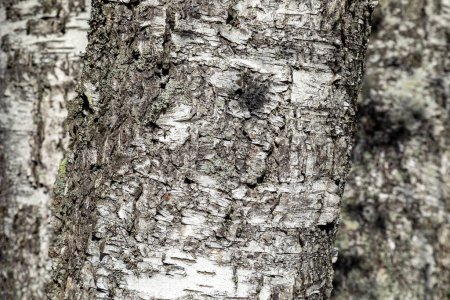 tree bark, birch tree bark, tree bark background