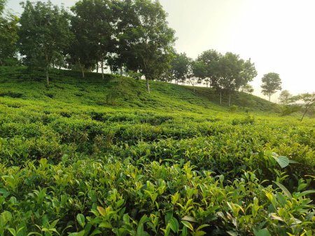 Foto de Plantación de té verde por la mañana - Imagen libre de derechos