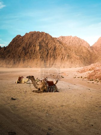 Photo for Camel in the desert in front of a mountain in bright daylight. High quality photo - Royalty Free Image