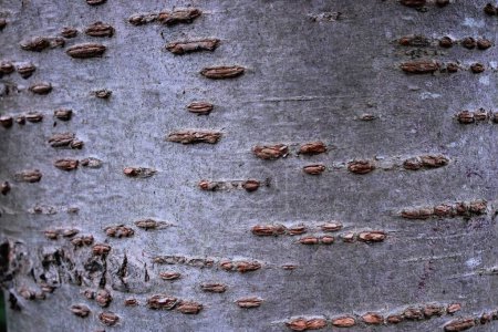 Foto de Imagen de cerca de la textura de la corteza del tronco del cerezo - Imagen libre de derechos