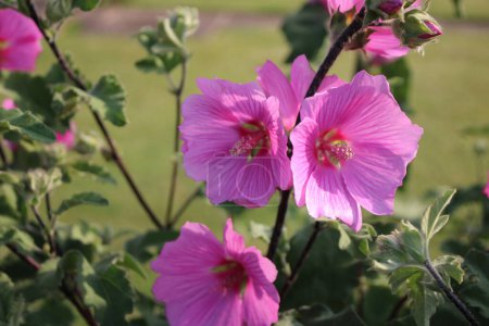 Photo for Pink Malve Staudenmalve flower also known as Lavatera thuringiaca - Royalty Free Image