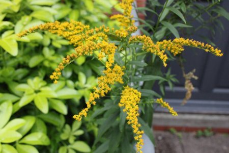 Photo for Up close picture of yellow goldenrod flower, a plant that flowers late season - Royalty Free Image
