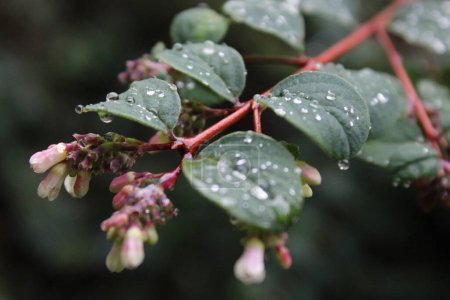 Photo for Close up of Symphoricarpos  chenaultii plant also known as chenault coralberry, raindrops on leaf - Royalty Free Image