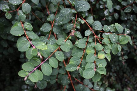 Photo for Symphoricarpos  chenaultii plant also known as chenault coralberry, raindrops on leaf - Royalty Free Image
