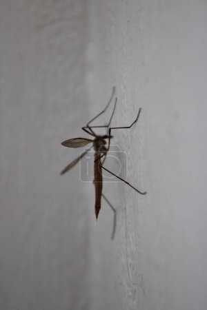 Photo for Cranefly indoors on a white wall, also known as Daddy longlegs, common insect seen in summer - Royalty Free Image