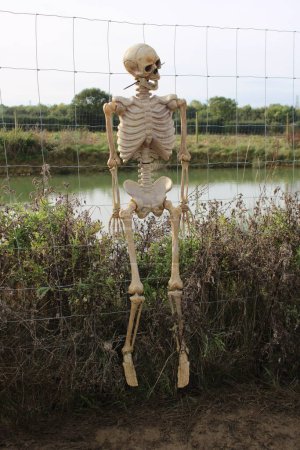 Photo for Plastic Skeleton attached to a wire fence outdoors, pond in background, Halloween decoration - Royalty Free Image