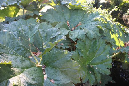 Photo for Chilean rhubarb also known as Brazilian rhubarb, Large summer growing green herb growing up-to two metres tall - Royalty Free Image