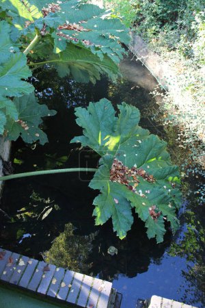 Photo for Chilean rhubarb also known as Brazilian rhubarb, Large summer growing green herb growing up-to two metres tall - Royalty Free Image
