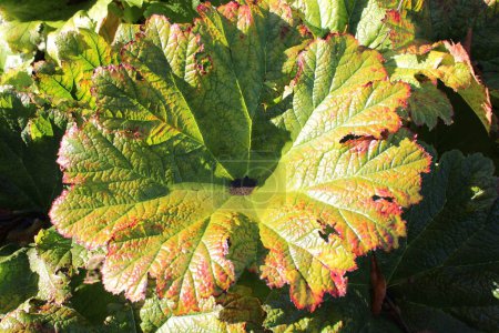 Photo for Chilean rhubarb leaf also known as Brazilian rhubarb, Large summer growing green herb growing up-to two metres tall - Royalty Free Image