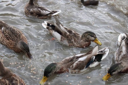 Photo for Mallard ducks eating bird feed in water, up close picture - Royalty Free Image