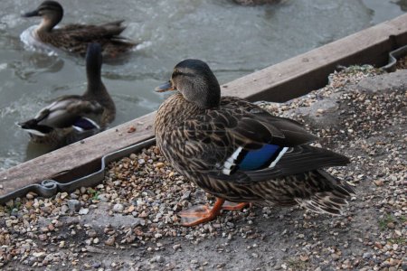 Photo for Mallard duck sitting on waters edge, ducks in canal in background - Royalty Free Image