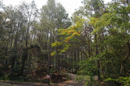 Foto de Explorando el bosque de pinos de Bedengan, Malang, Indonesia - Imagen libre de derechos