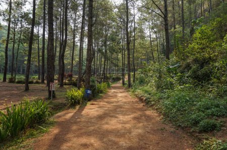 Foto de Explorando el bosque de pinos de Bedengan, Malang, Indonesia - Imagen libre de derechos