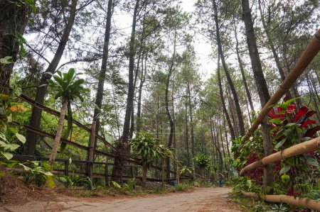Foto de El bosque de pinos en Bedengan es una zona de camping en Malang, Indonesia - Imagen libre de derechos
