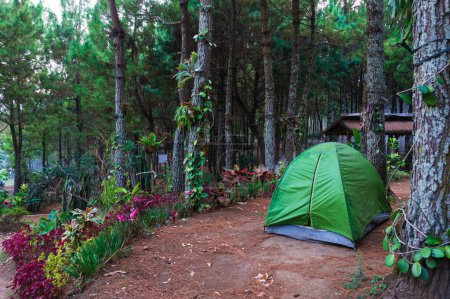 Foto de Camping en el bosque de pinos en Kebun Rojo, Java Oriental, Indonesia - Imagen libre de derechos