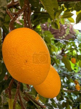 The Dareton Citrus Fruit Tree is orange
