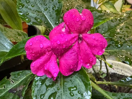Foto de Rosa flor de jardín balsamina Impatiens parviflora. La imagen de una flor de una planta de la familia Balsaminaceae - Imagen libre de derechos